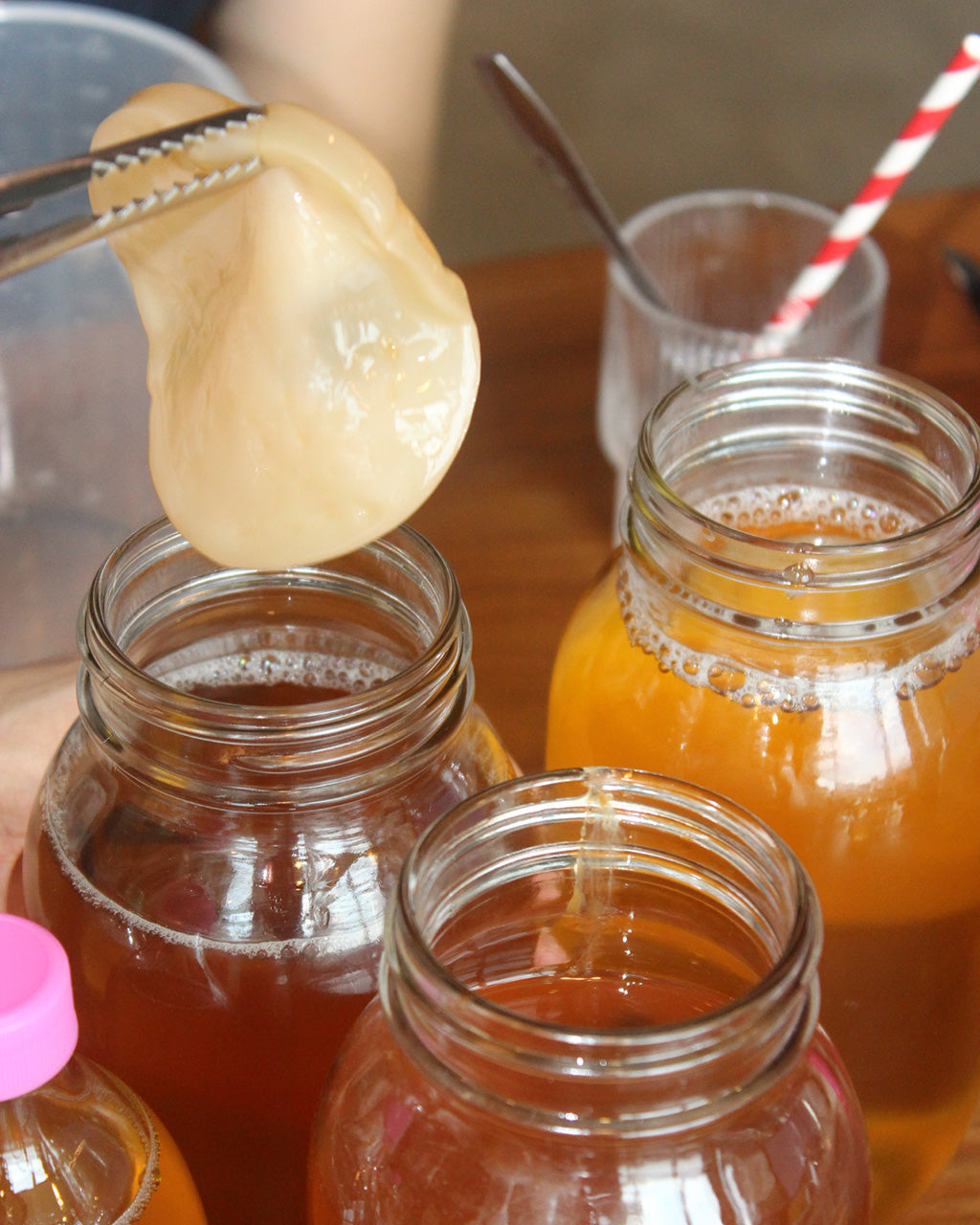 Three glass jars full of kombucha, and a person is using tongs to grab a small, round piece of SCOBY.