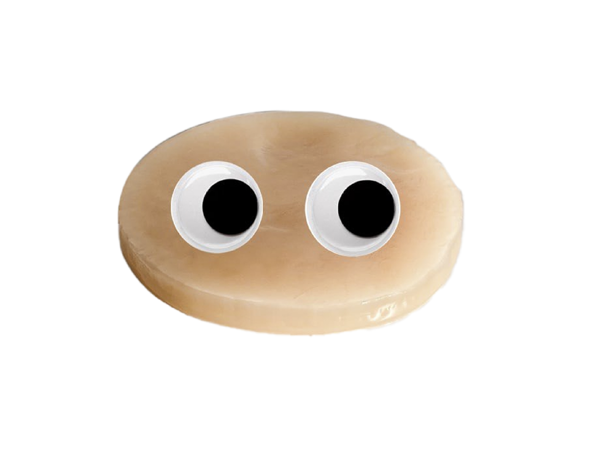 All About the SCOBY