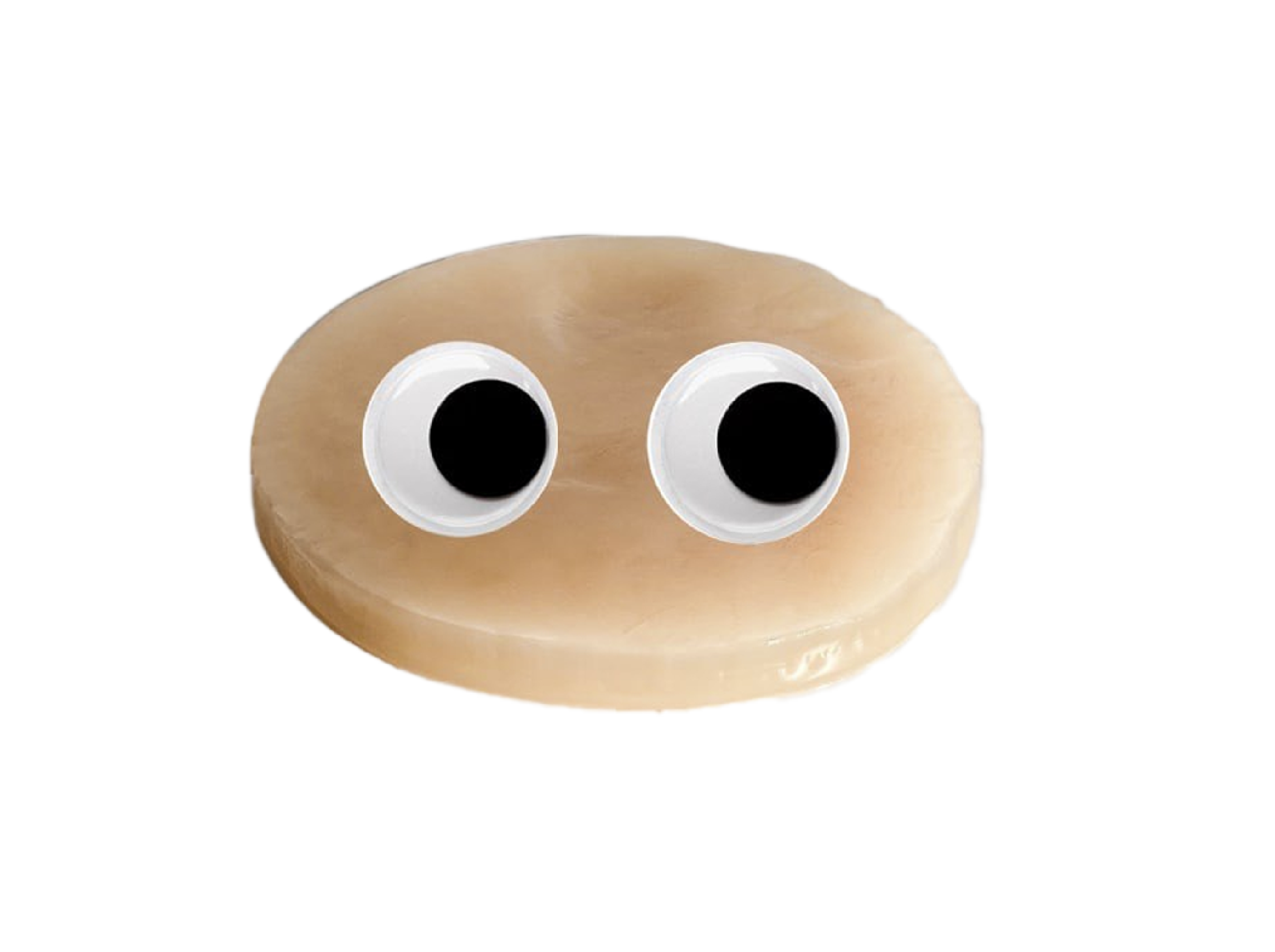 All About the SCOBY
